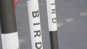 parraina bird big